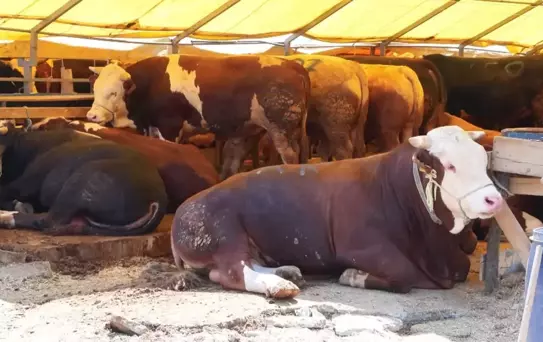 Kurban Bayramı'na İki Gün Kala İstanbul'da Hareketlilik