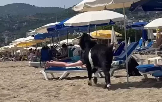 Kurbanlık Keçi Kleopatra Plajı'nda