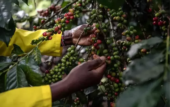 Kahvenin Sömürge Tarihi ve Kenya'nın Rolü