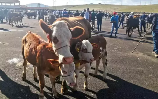 Bayburt'ta Şap Hastalığı Karantinası