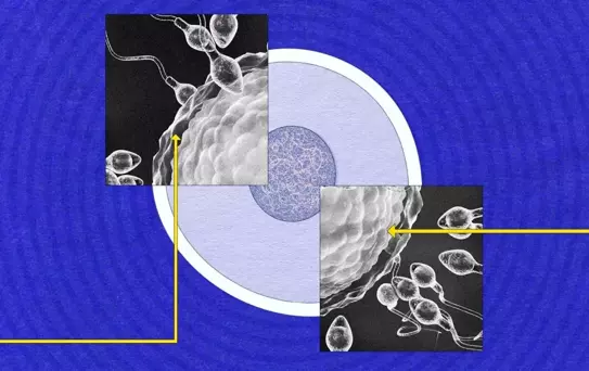Sperm Hâlâ Gizemini Koruyor