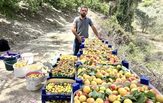 Hatay'da Kayısı Hasadı Başladı
