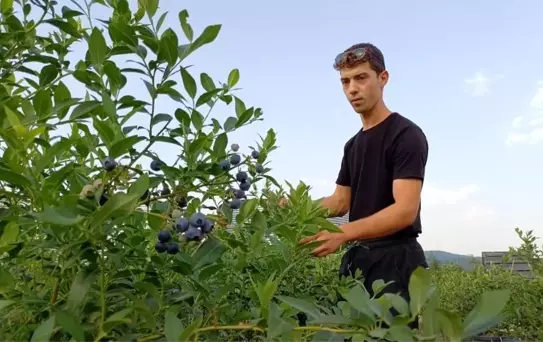 Düzce'de Yaban Mersini Bahçesi