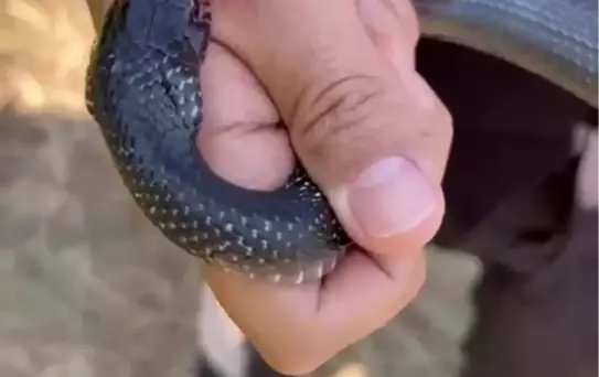 'Zararsız öldürmeyin' dediği kara yılan 2 kez elini ısırdı