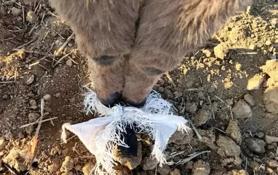 Çoban Eşeği Kurtardı