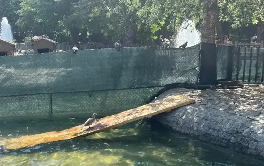 Kuğulu Park'a 15 Yıl Sonra Beyaz Kuğu Yavrusu