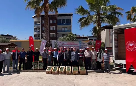 Buharkent'te Domates Fidesi Dağıtımı Gerçekleştirildi