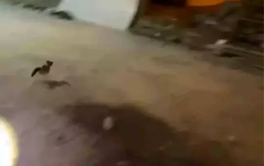 Minibüste Sıkışan Kedi Kurtarıldı
