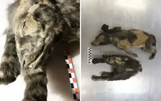 14 bin yıllık kurt yavruları buzlar altında mumyalanmış hâlde bulundu!