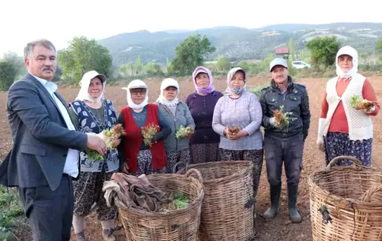 2025 Tütün Kırımı ve Biçerdöver Ücretleri Belirlendi