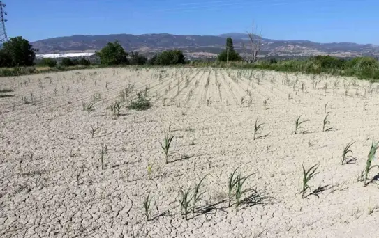 Denizli DESKİ'den su kullanan çiftçinin 5 bin dönüme ektiği mahsulleri kurudu