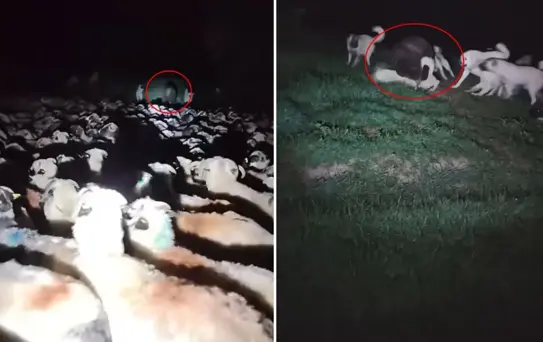 Korku filmini andıran görüntü! Aniden ortaya çıktı, köpekler çaresiz kaldı