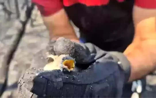 Yangın Ekipleri Yavru Kuşu Kurtardı