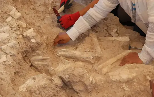 Keçi çobanının keşfettiği fosil alanı 7,7 milyon yıla tarihlendirildi