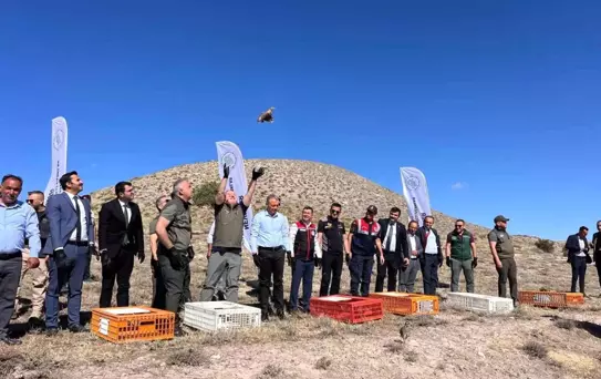 Nevşehir'de 600 Kınalı Keklik Doğaya Bırakıldı