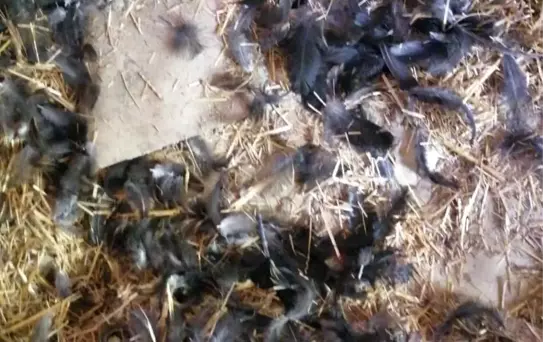 İnebolu'da Başıboş Köpekler Tavukları Telef Etti