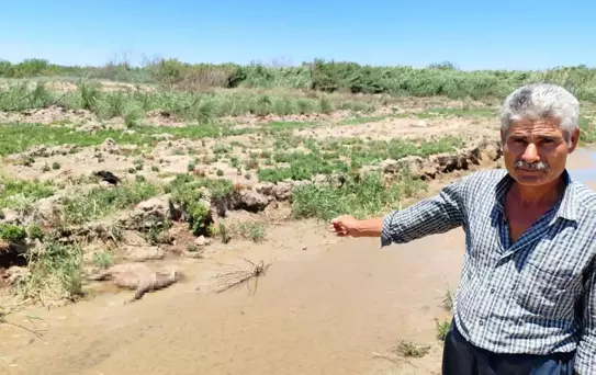 Hatay'da Atık Su İddiası: 40 Hayvan Telef Oldu