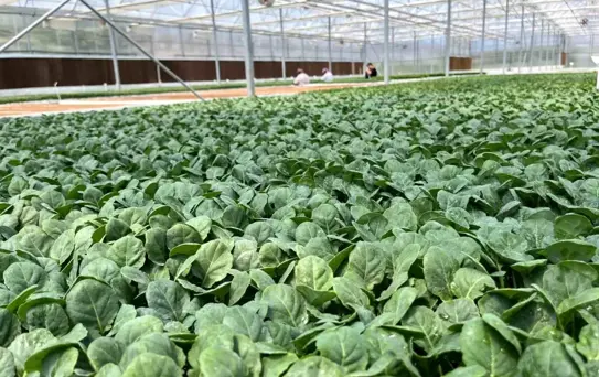Eskişehir'de 10 Milyon Fide Yetiştiriliyor