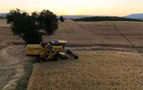 Vezirköprü'de Buğday Hasadı Başladı