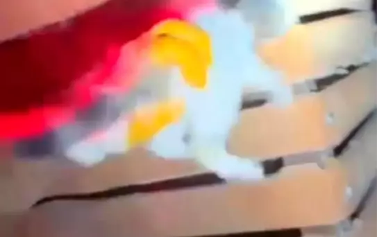 Ahşap Kapıya Sıkışan Yavru Kedi, İtfaiye Ekipleri Tarafından Kurtarıldı