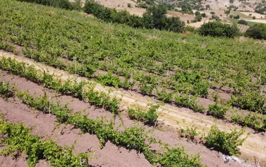 Tokat'ta Bağ Yaprağı Hırsızlığı