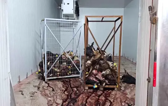 Bursa'da Ruhsatsız İş Yerinde Bozulmuş Hayvan Kafaları Bulundu