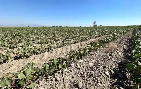 Söke Ovası'nda Su Sıkıntısı