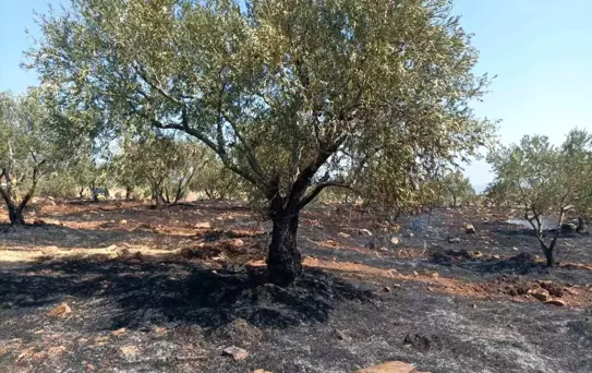 Karacasu'da Tarım Arazisinde Yangın: Başkan Büyükyapıcı Uyardı