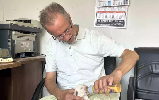 Tarsus'ta Çatalburun Köpeği 13 Yavru Doğurdu