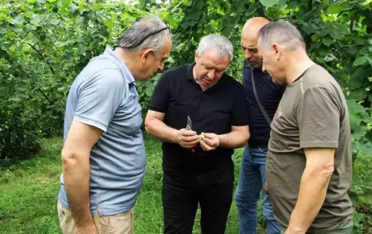 2025 Fındık Rekoltesi İçin Çotanak Sayımı Başladı