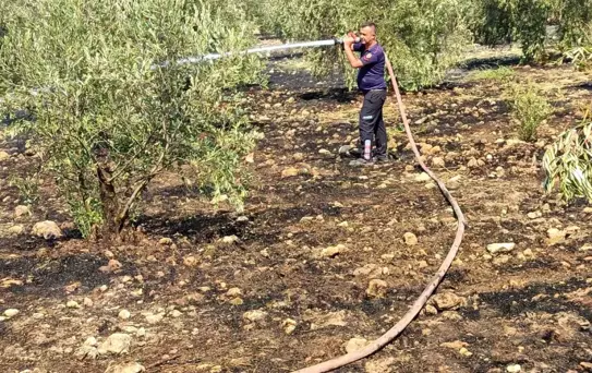 Aydın'da Zeytinlikteki Yangın Kısa Sürede Söndürüldü