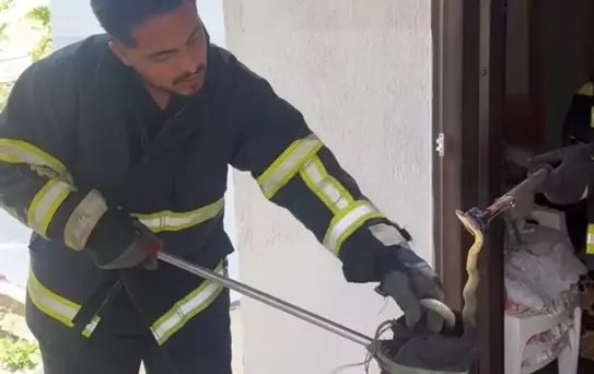 Yılan Evden Çıkarıldı