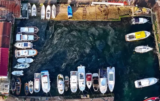 Marmara Denizi'nde Müsilaj Tehdidi