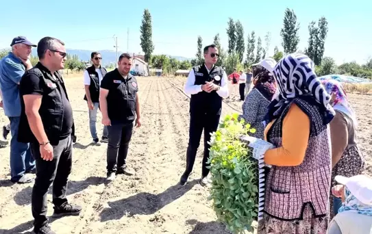 Afyon'da Brokoli Projesi Başladı