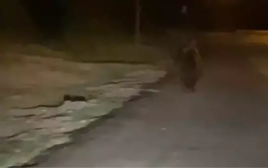 Erenler'de Ayı Araç Önünde