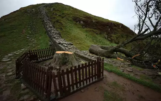 İkonik Sycamore Gap Ağacını Kesenlere Cezalar Verildi