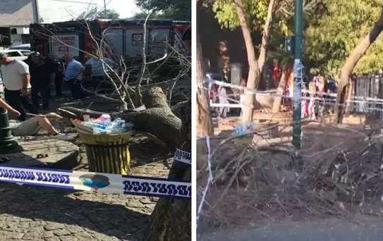 İstanbul'da rüzgarın devirdiği ağaç 3 kişiyi yaraladı