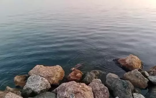 Ereğli'de Su Samuru Görüntülendi