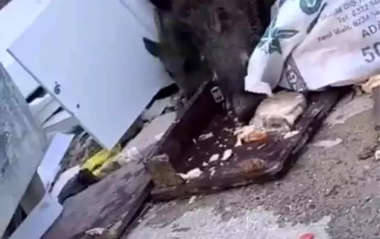 Hatay'da Domuzlar Yem Aradı