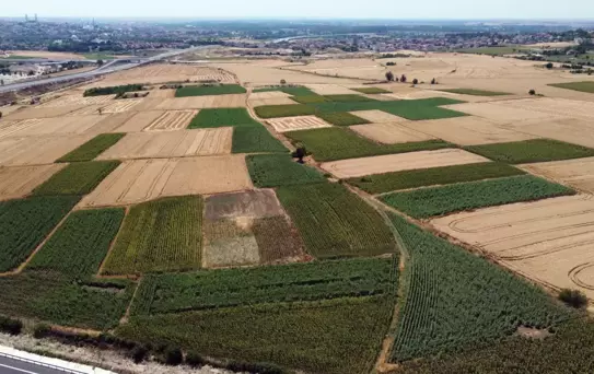 Edirne'de Ayçiçeği Hasadı Erken Başlayacak
