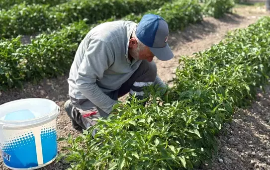 Sincan Belediyesi Eko-Çiftlik'ten İhtiyaç Sahiplerine Organik Sebzeler