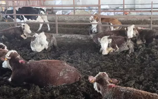 Hatay'da firari angus alarmı: Gören olursa hemen kaçsın