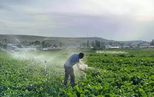 Karslı Çiftçi Pancar ile Geleceğini Şekillendiriyor