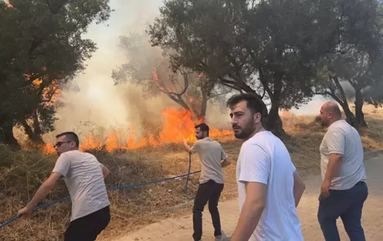 20 zeytin ağacı yandı: 2 çocuk gözaltında