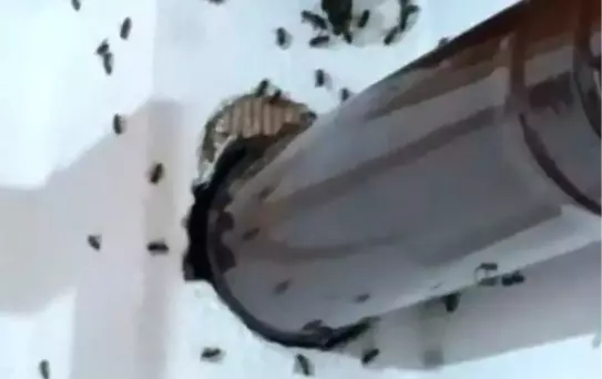 Gümüşhane'de Evin İçine Yuva Yapan Arılarla Mücadele