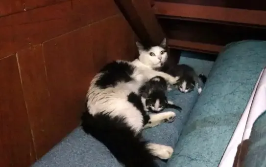 Osmancık Camii'nde Anne Kedi ve Yavruları