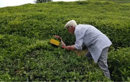 Rize'de Çay Fabrikalarına Denetim