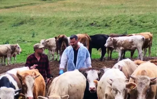 Ardahan'da Şap Hastalığına Karşı Karantina