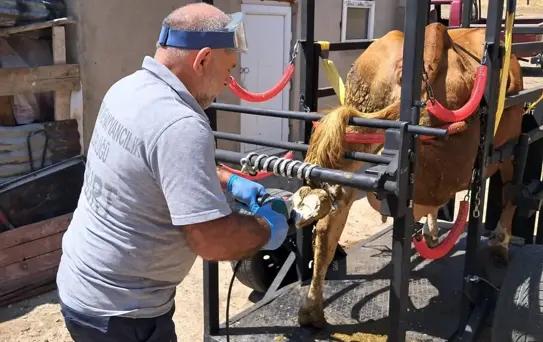 Hayvan Refahı İçin Travay Projesi Uygulandı