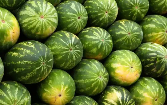 Karpuzdaki büyük tehlike: Bunu yapmadan sakın yemeyin